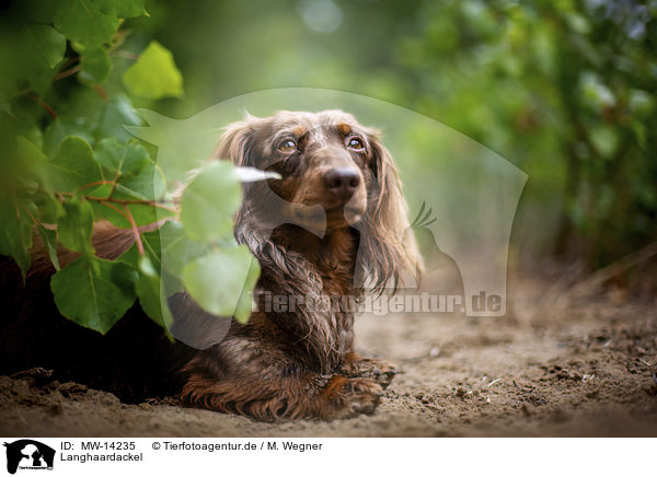 Langhaardackel / longhaired dachshund / MW-14235