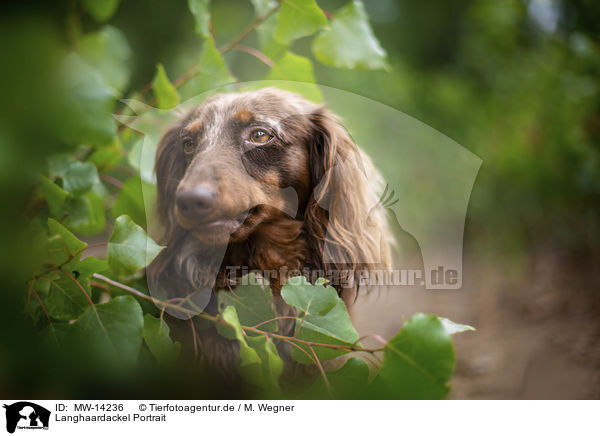 Langhaardackel Portrait / longhaired dachshund portrait / MW-14236