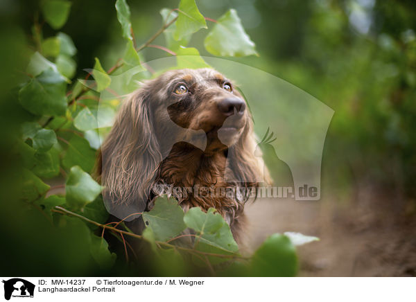 Langhaardackel Portrait / longhaired dachshund portrait / MW-14237