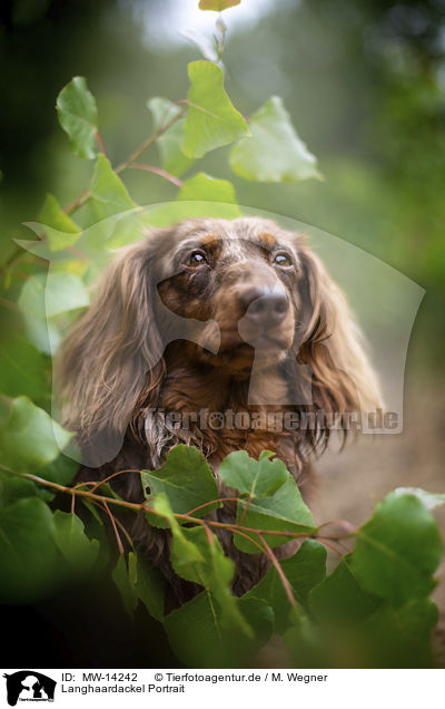 Langhaardackel Portrait / longhaired dachshund portrait / MW-14242