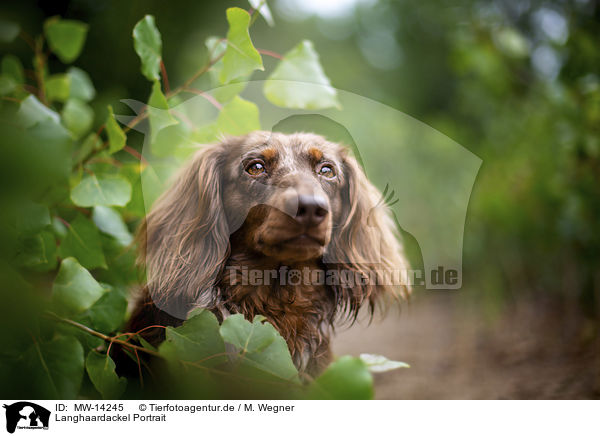 Langhaardackel Portrait / longhaired dachshund portrait / MW-14245
