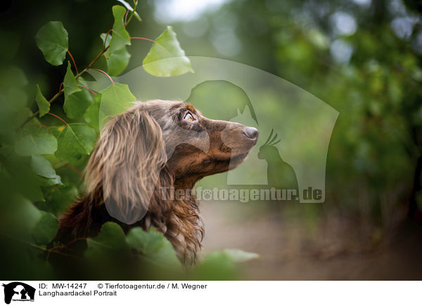 Langhaardackel Portrait / longhaired dachshund portrait / MW-14247