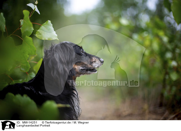 Langhaardackel Portrait / longhaired dachshund portrait / MW-14251