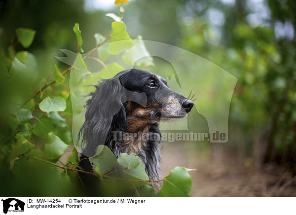 Langhaardackel Portrait / longhaired dachshund portrait / MW-14254