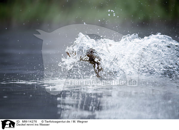 Dackel rennt ins Wasser / MW-14276