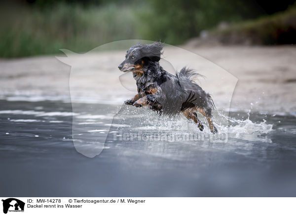 Dackel rennt ins Wasser / dachshund runs into the water / MW-14278