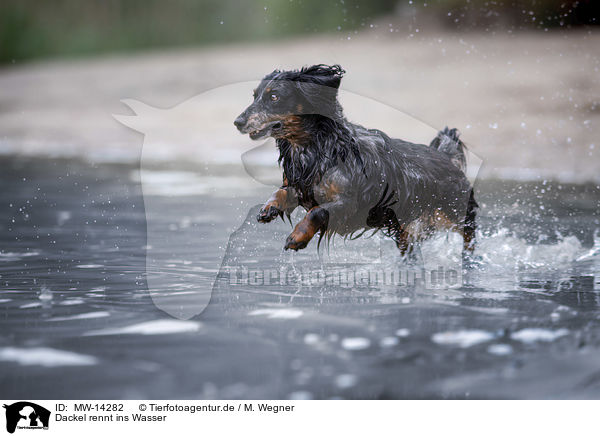 Dackel rennt ins Wasser / dachshund runs into the water / MW-14282