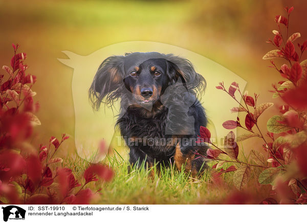 rennender Langhaardackel / running Dachshund / SST-19910