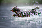 Dackel springt ins Wasser