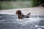 Dackel rennt ins Wasser