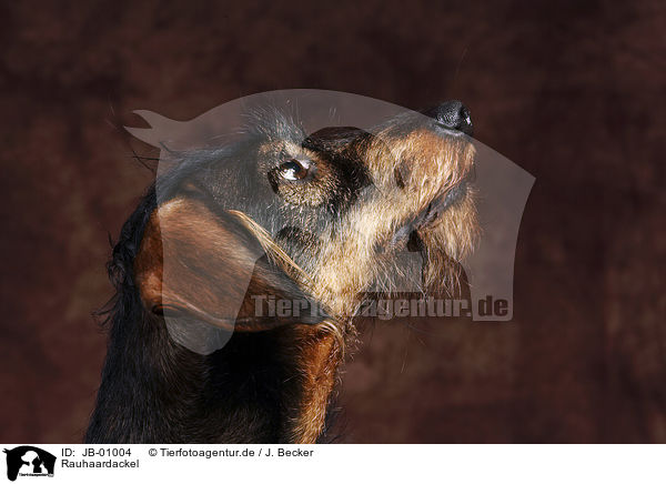 Rauhaardackel / Dachshund / JB-01004