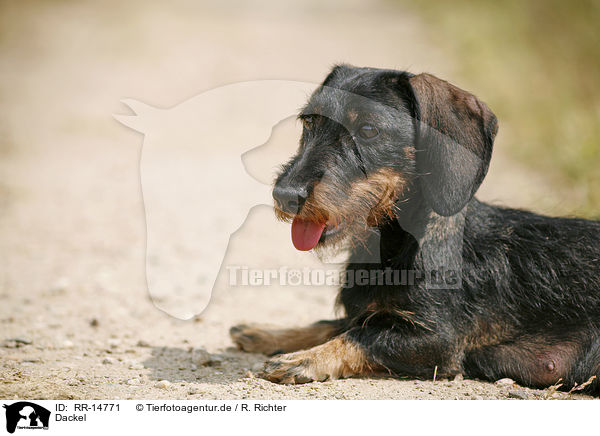 Dackel / Dachshund / RR-14771