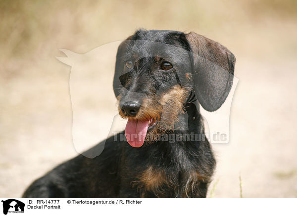 Dackel Portrait / Dachshund Portrait / RR-14777