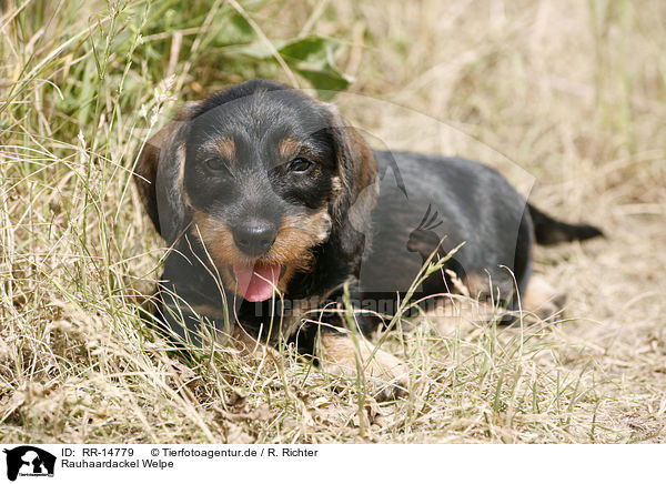 Rauhaardackel Welpe / Teckel Puppy / RR-14779