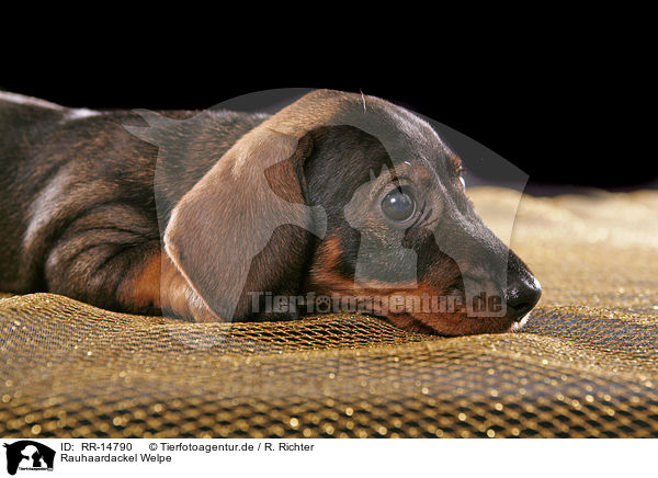 Rauhaardackel Welpe / Teckel Puppy / RR-14790