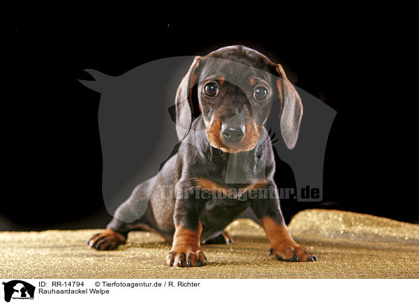 Rauhaardackel Welpe / Teckel Puppy / RR-14794