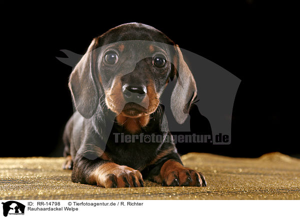 Rauhaardackel Welpe / Teckel Puppy / RR-14798