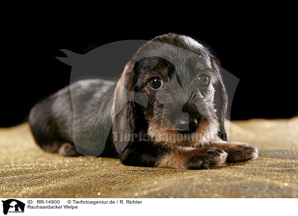 Rauhaardackel Welpe / Teckel Puppy / RR-14800