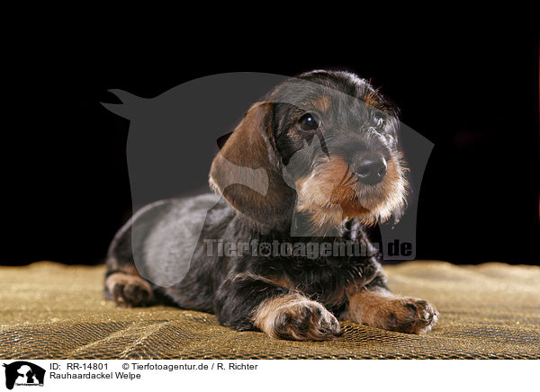 Rauhaardackel Welpe / Teckel Puppy / RR-14801
