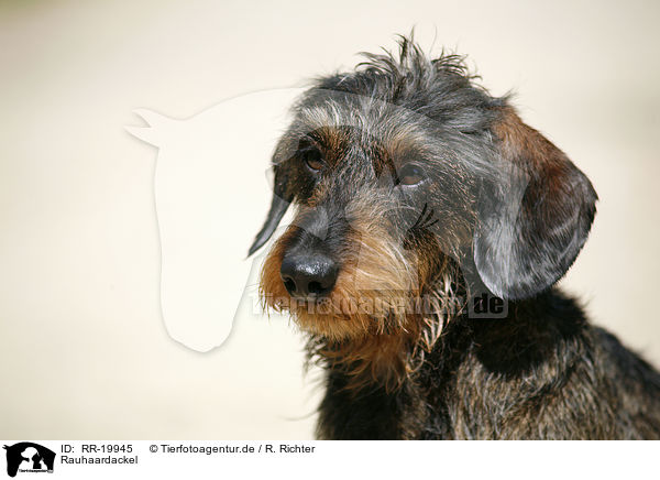 Rauhaardackel / dachshund / RR-19945