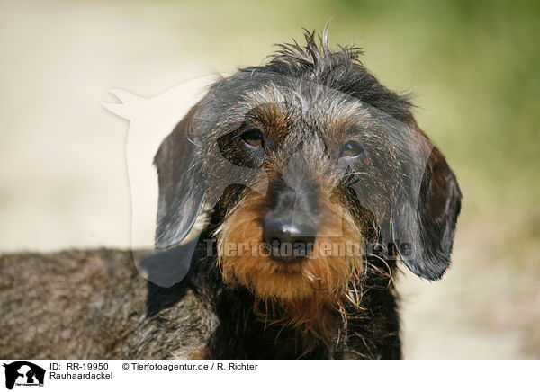 Rauhaardackel / dachshund / RR-19950