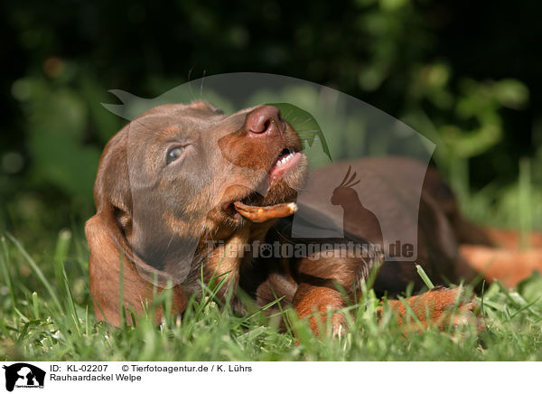 Rauhaardackel Welpe / wirehair teckel puppy / KL-02207