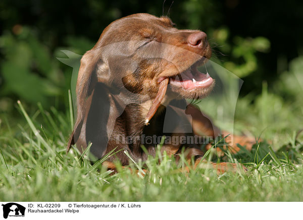 Rauhaardackel Welpe / wirehair teckel puppy / KL-02209