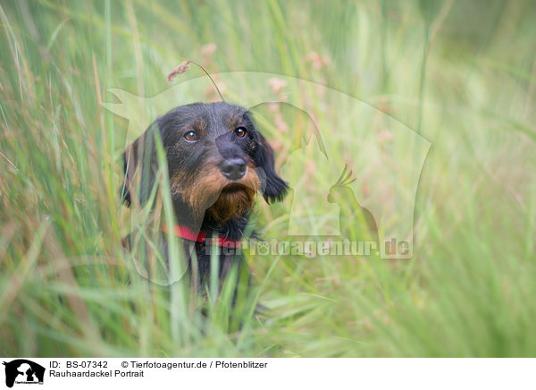 Rauhaardackel Portrait / wirehaired Dachshund Portrait / BS-07342