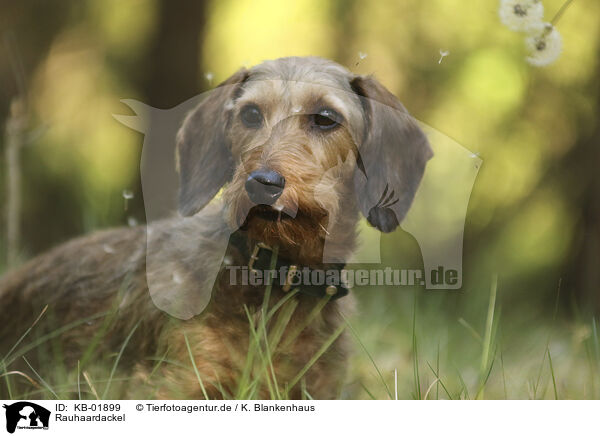 Rauhaardackel / wire-haired Dachshund / KB-01899