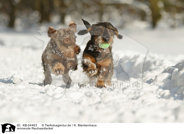 rennende Rauhaardackel / running wirehaired Dachshunds / KB-04463