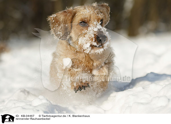 rennender Rauhaardackel / running wirehaired Dachshund / KB-04467