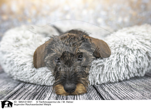 liegender Rauhaardackel Welpe / lying wirehaired Dachshunds Puppy / MAH-01891