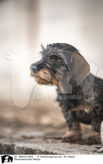 Rauhaardackel Welpe / wirehaired Dachshunds Puppy / MAH-01895