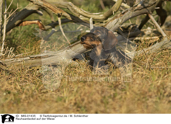 Rauhaardackel auf der Wiese / wirehaired Dachshund at the meadow / MIS-01435