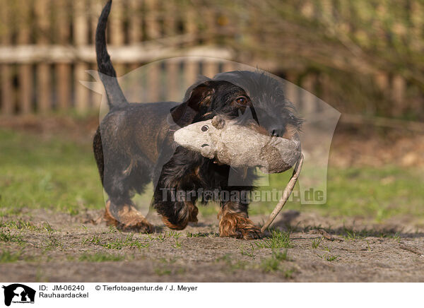 Rauhaardackel / wirehaired Dachshund / JM-06240