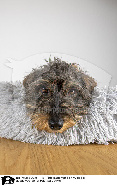 ausgewachsener Rauhaardackel / adult wirehaired Dachshund / MAH-02935