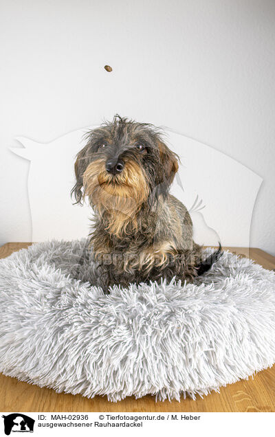 ausgewachsener Rauhaardackel / adult wirehaired Dachshund / MAH-02936