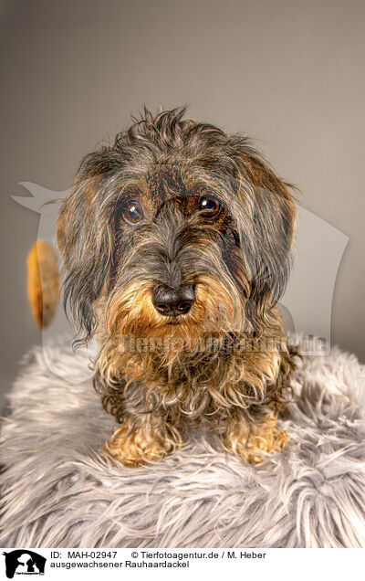 ausgewachsener Rauhaardackel / adult wirehaired Dachshund / MAH-02947