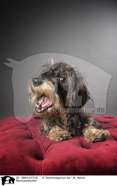 Rauhaardackel / wirehaired Dachshund / MAH-03728