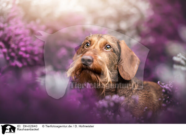 Rauhaardackel / wire-haired dachshund / DH-02840