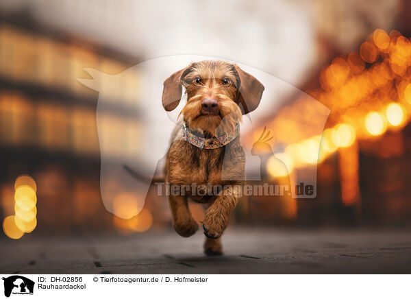 Rauhaardackel / wire-haired dachshund / DH-02856