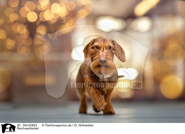 Rauhaardackel / wire-haired dachshund / DH-02863