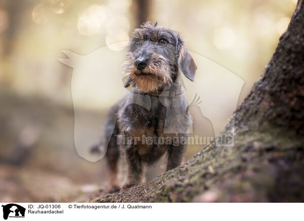 Rauhaardackel / wire-haired Dachshund / JQ-01306