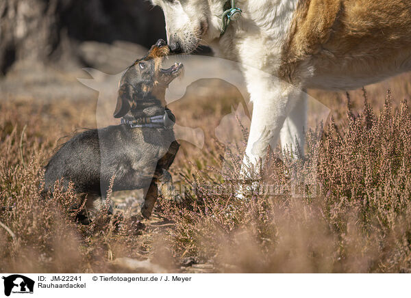 Rauhaardackel / wirehaired Dachshund / JM-22241