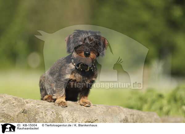 Rauhaardackel / wirehaired Dachshund / KB-15004