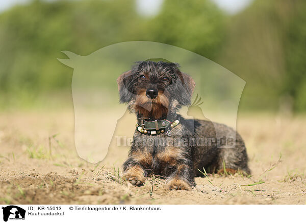 Rauhaardackel / wirehaired Dachshund / KB-15013