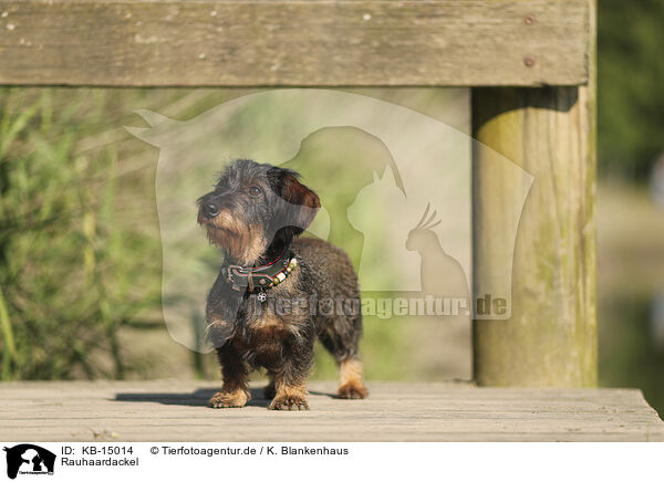 Rauhaardackel / wirehaired Dachshund / KB-15014