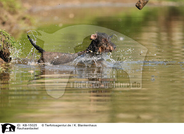 Rauhaardackel / wirehaired Dachshund / KB-15025