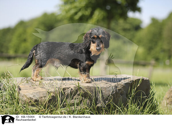 Rauhaardackel / wirehaired Dachshund / KB-15064