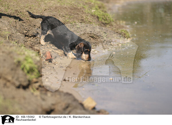 Rauhaardackel / wirehaired Dachshund / KB-15082